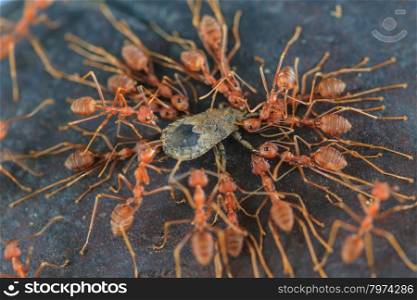Ants troop trying to move a dead insect in forest