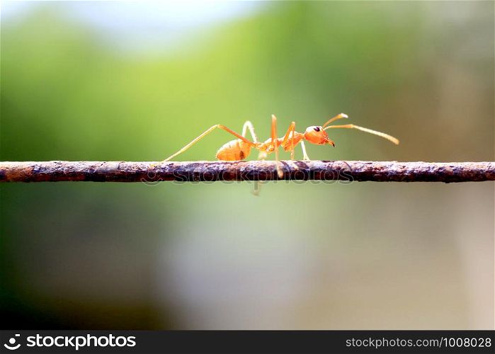 Ants walking on iron wire, blurry background, bokeh