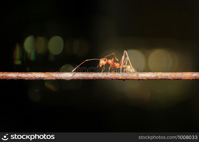 Ants walking on iron wire, blurry background, bokeh