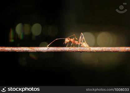 Ants walking on iron wire, blurry background, bokeh