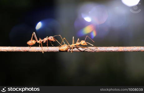 Ants walking on iron wire, blurry background, bokeh