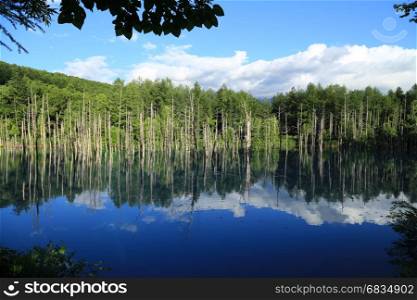 Aoiike blue pond with reflection of tree in Biei, Hokkaido