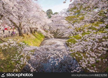 Aomori, Japan - April 28, 2014: Travelers visiting the Hirosaki Castle Park.The spacious public park that has beautiful pink Cherry blossom in full bloom.