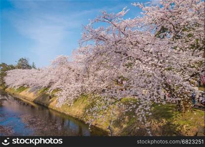 Aomori, Japan - April 28, 2014: Travelers visiting the Hirosaki Castle Park.The spacious public park that has beautiful pink Cherry blossom in full bloom.