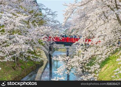 Aomori, Japan - April 28, 2014: &#xA;Travelers visiting the Hirosaki Castle.&#xA;The spacious public park that has &#xA;beautiful pink Cherry blossom in full bloom.&#xA;&#xA;&#xA;Hirosaki Castle is one of the famous cherry blossom spots in Japan.