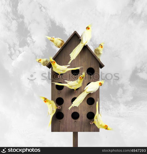 Apartments for friendly living. Conceptual image with nesting box and many birds living in it