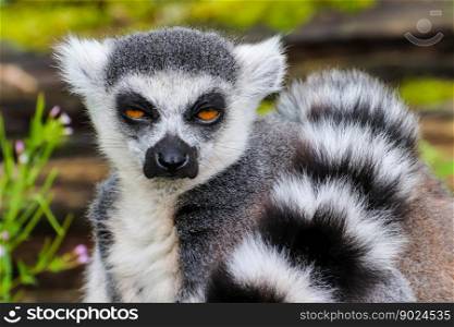ape lemur ring tailed lemur cute