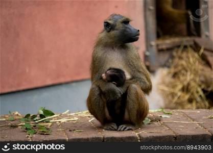 ape monkeys primate infant mammal