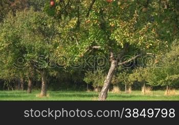 ApfelbSume auf einer grnnen Wiese mit roten reifen -pfeln im herbstlichen Sonnenlicht.