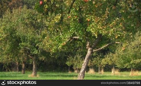 ApfelbSume auf einer grnnen Wiese mit roten reifen -pfeln im herbstlichen Sonnenlicht.