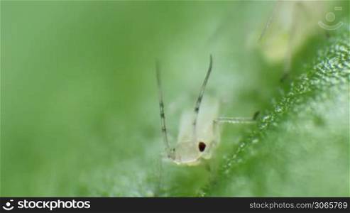 aphid, greenfly sits on a bright green basil leave and looks in the camera