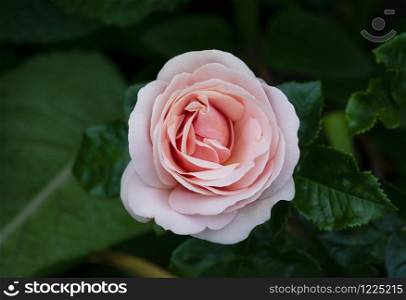 Aphrodite hybrid tea rose in english garden, A beautiful single mid pink rose with medium fragrance, Charming pink flowers in salmon pink colour for Summer to Autumn