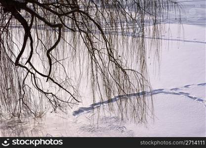 Aphyllous willow branches hang over the snow-covered ice frozen river