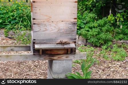 Apiary boxes with bees