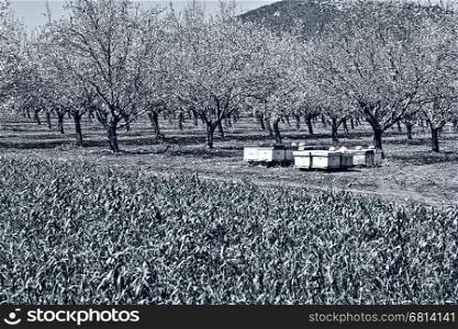 Apiary in Flowering Almond Garden at the Foot of the Mount Tabor in Israel, Stylized Photo