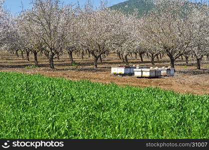 Apiary in Flowering Almond Garden at the Foot of the Mount Tabor in Israel