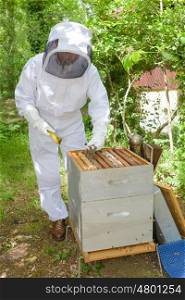 apiary work career
