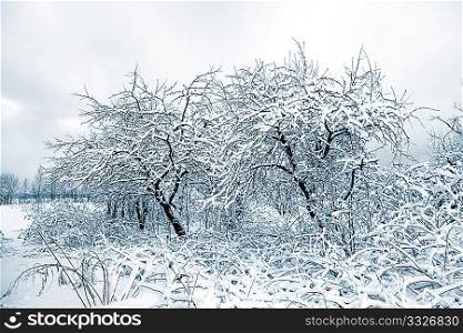 aple trees in snow in winter garden