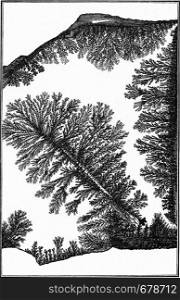 Apparent plant fossils, dendrites, vintage engraved illustration. From the Universe and Humanity, 1910.