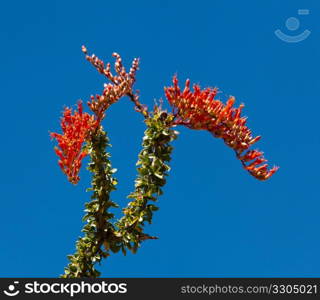 Appears dead through most of the year and flowers after rain in Anza Borrego desert