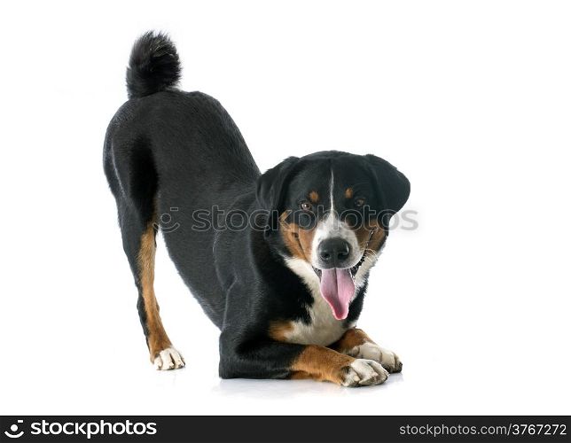 Appenzeller Sennenhund in front of white background
