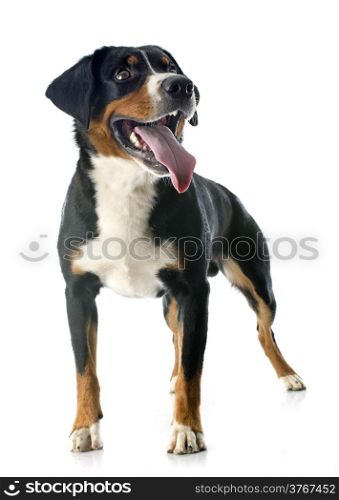 Appenzeller Sennenhund in front of white background
