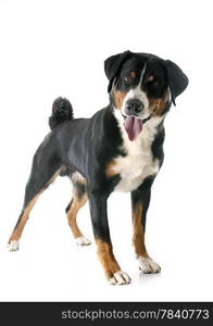 Appenzeller Sennenhund in front of white background