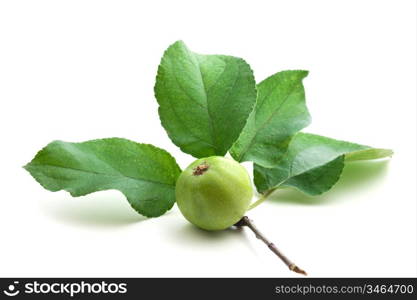 apple and leaf solated on a white background