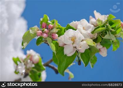 Apple blossom, blooming on apple tree after spring snowfall in April