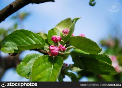 Apple blossom buds and green leaves at blue sky