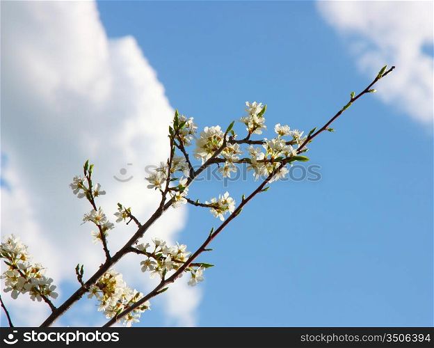apple blossom close-up. White flowers