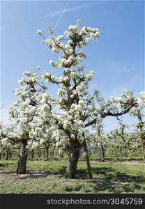 apple blossom in orchard near utrecht in the netherlands. beautiful white apple blossoms in dutch orchard near utrecht in holland