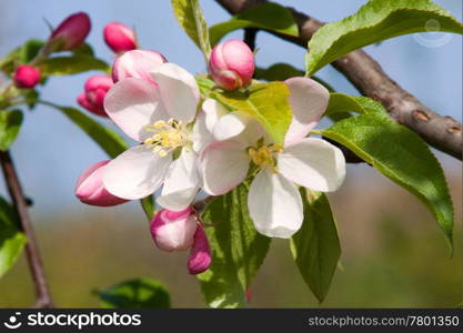 Apple blossom in Spring, photographed in April 2011, near Frankfurt am Main, Germany