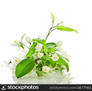 apple blossom isolated on white