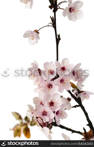 apple blossom isolated on white background. macro