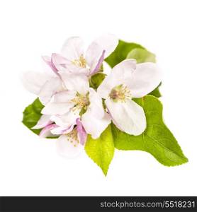 Apple blossom isolated. Pink apple blossom isolated on white background