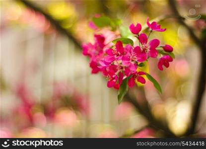 Apple blossom macro. Shallow deep of field. Focus on flowers. Beautiful bokeh background.