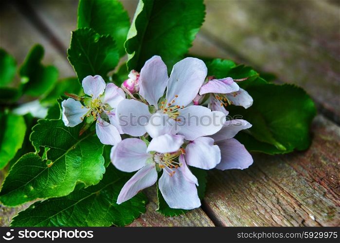 Apple blossom on wooden background