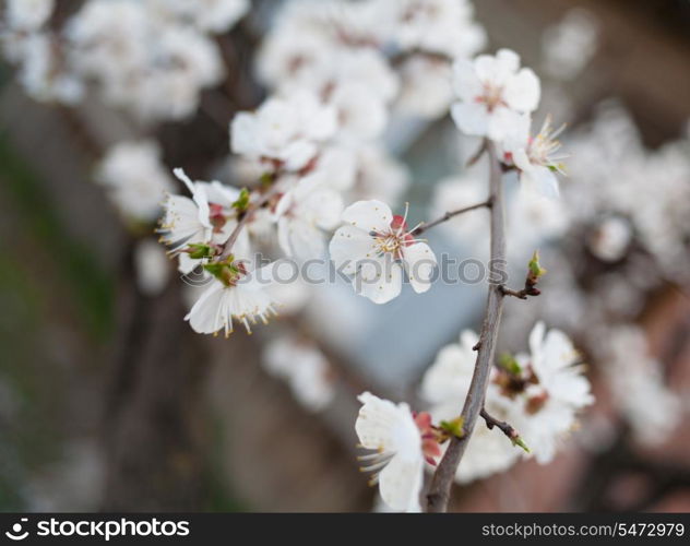 Apple blossom outdoors closeup