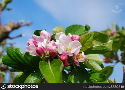 Apple blossom with green leaves at blue sky