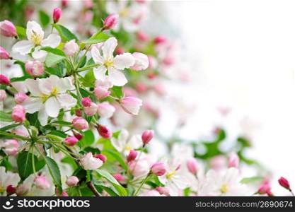 Apple blossoms background