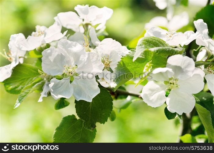 apple blossoms branch in a garden