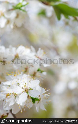 apple blossoms in spring on white background