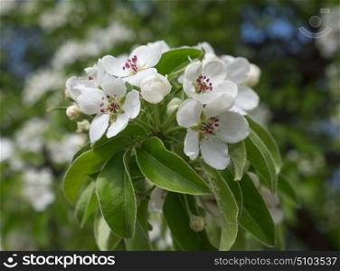 Apple blossoms in spring on white background. Apple blossoms in spring on white background.