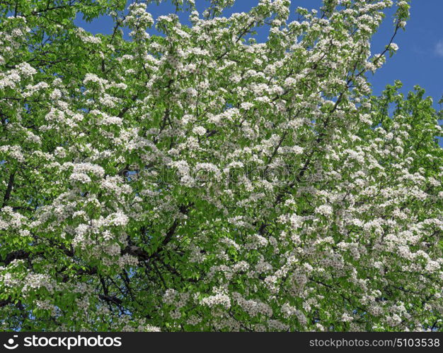 Apple blossoms in spring on white background. Apple blossoms in spring on white background.