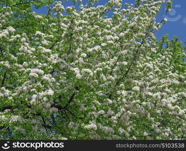 Apple blossoms in spring on white background. Apple blossoms in spring on white background.