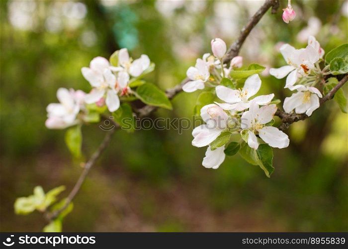 apple branch of a flowering tree. tree in bloom.. apple branch of a flowering tree. tree in bloom