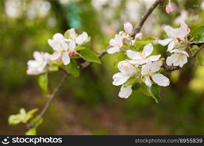 apple branch of a flowering tree. tree in bloom.. apple branch of a flowering tree. tree in bloom