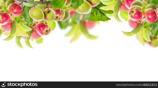 Apple branch with apples and leaves, banner for website, isolated on white background