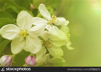 Apple flowers, abstract spring backgrounds